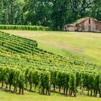 Nos vignes de Tursan