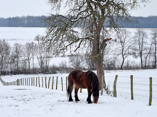 Cheval