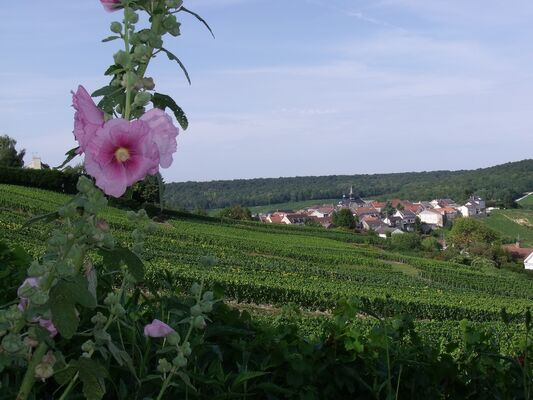 Cramant - commune (3)