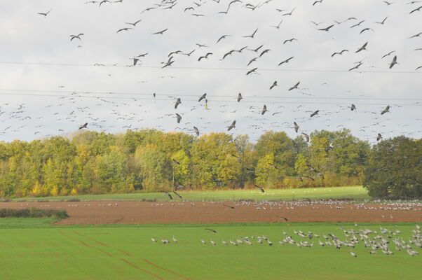 La Cabane aux Secrets - vol de Grues cendrées