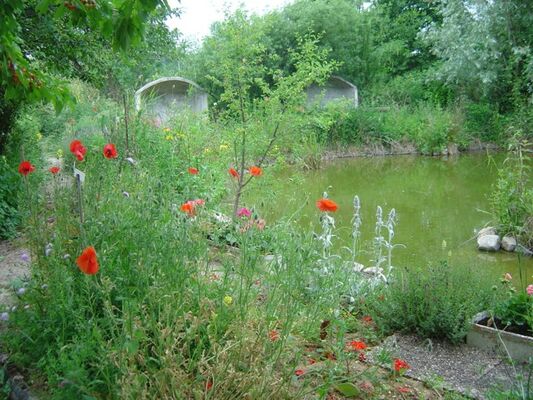 Bassin Jardin Salix-malva