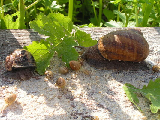 L'Escargot des Grands Crus - Bouzy
