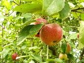 Fete de la pomme