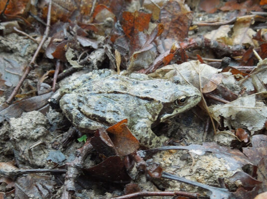 Grenouille rousse ©PNRMR