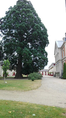 Cour d'honneur 2- Lac du Der