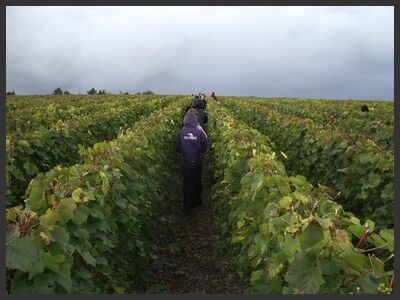 Le vignoble Vitryat