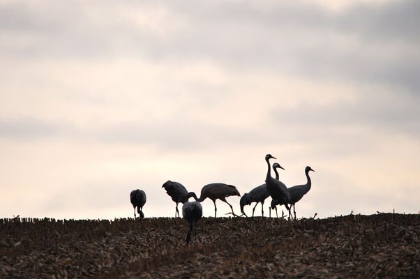 Le Tilleul - La migration des grues