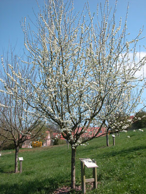 Prune Imperiale de Boursault