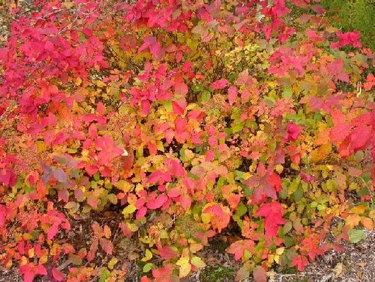 Spiraea-fritschiana