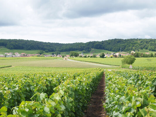 Trépail, un village du Parc naturel régional de la Montagne de Reims