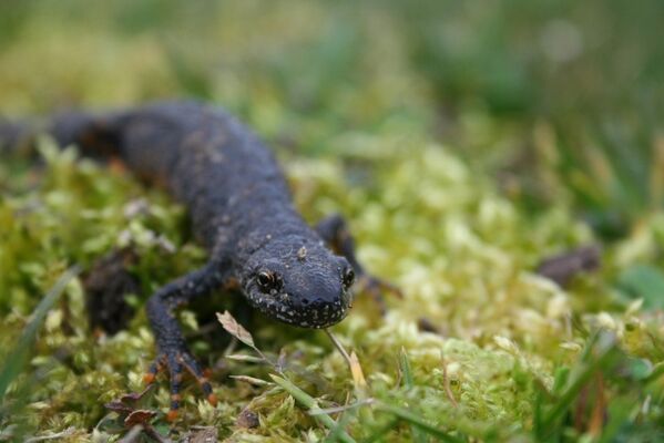 Triton alpestre
