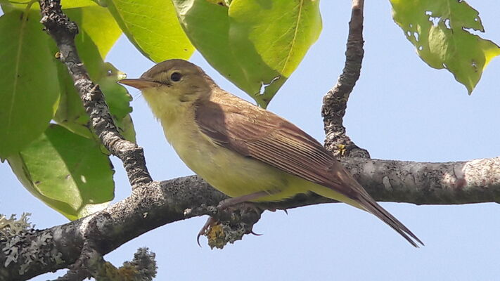 oiseaux