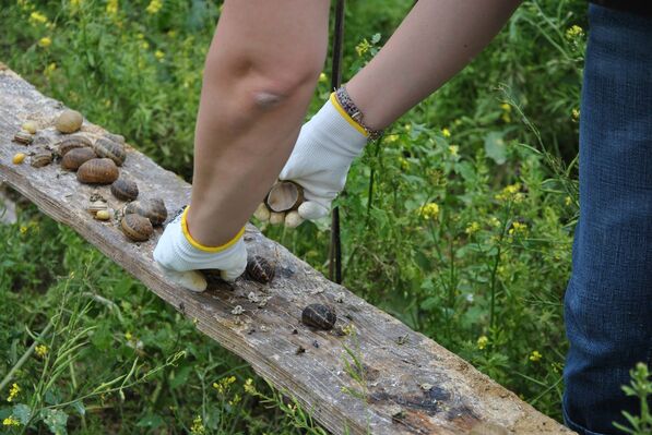 L'Escargot des Grands Crus - Bouzy