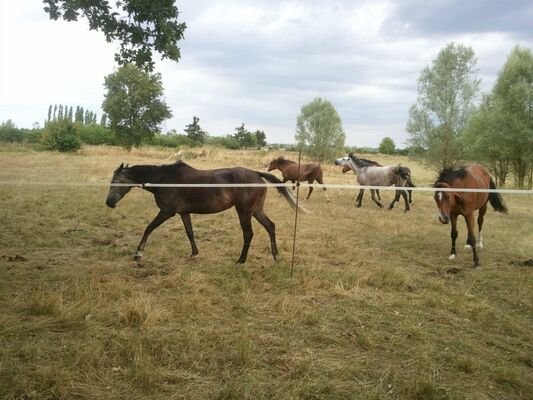 Camping Sur la Route du Der - Moncetz-l'Abbaye