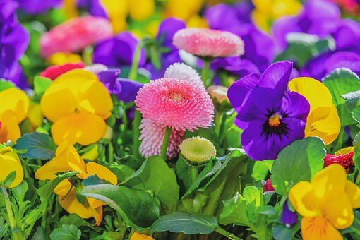 Fleurs
