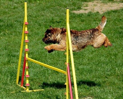 Agility