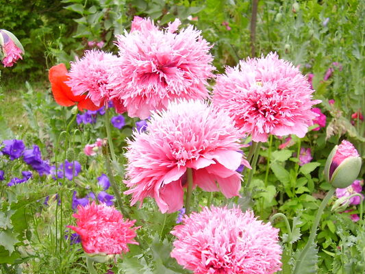 fleurs roses