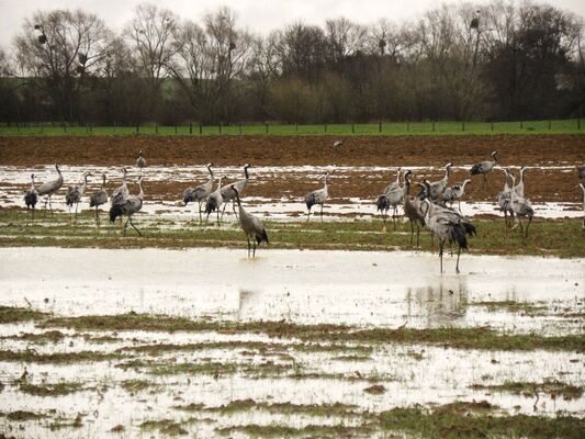 Les grues cendrées