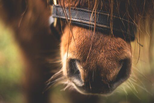 Cheval poney