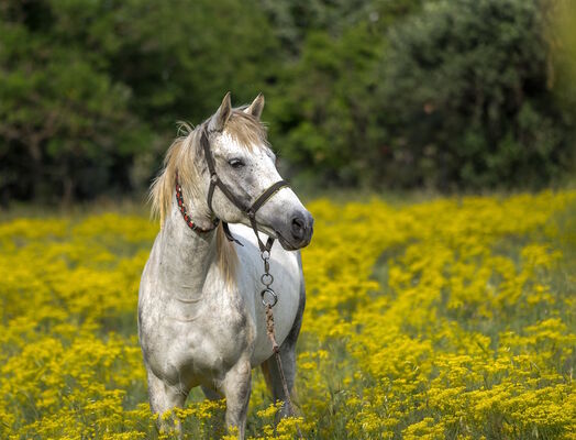 Cheval - photo non contractuelle