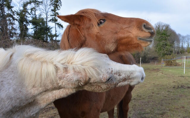 Cheval - photo non contractuelle