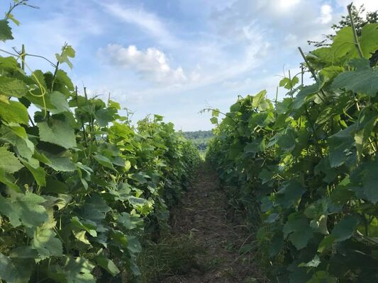 Champagne Legret & fils