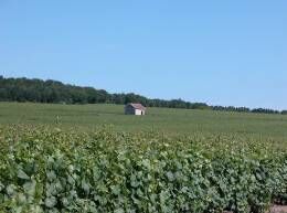 paysage et loges de vigne