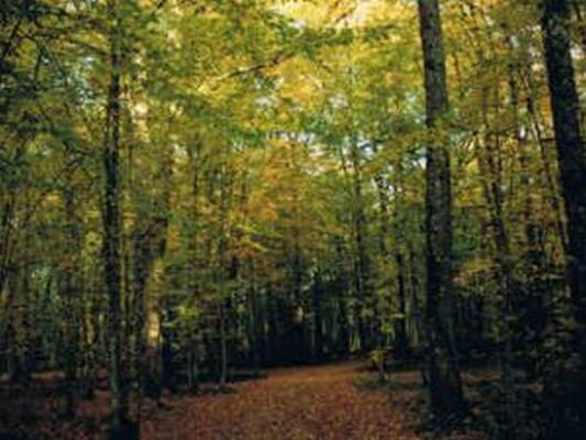 Promenade en forêt