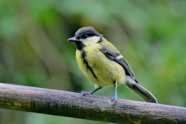tit-3933491_1920