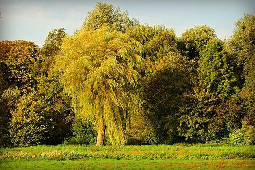 Saule - arbre