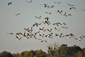 Vol de grues cendrées