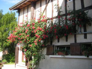 Le Tilleul -Cour Intérieur
