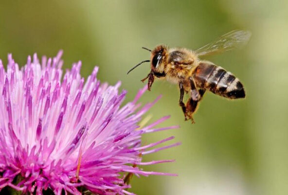 Blog-Humanoides-robot-insecte-abeille-green-brain-pollinisation