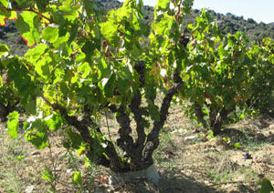 Domaine des Trois Orris