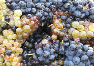 Domaine des Trois Orris