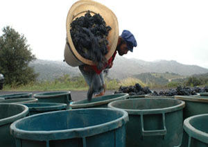 Domaine des Trois Orris
