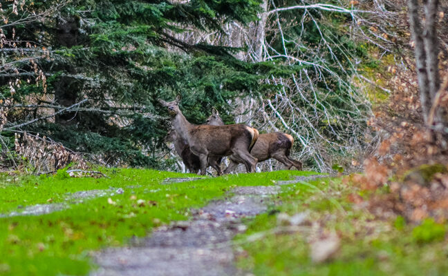 cerfs