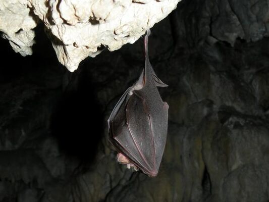 chauve souris