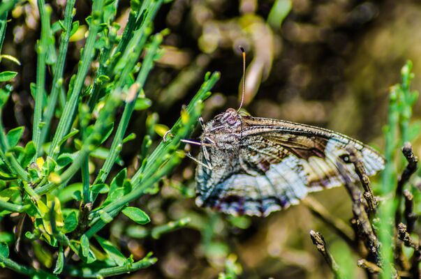 _DSC3909