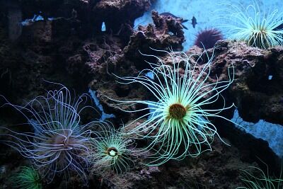 400-anemones_800