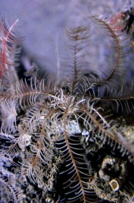 400-phoca_thumb_l_comatules