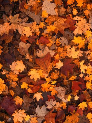 Automne-5
