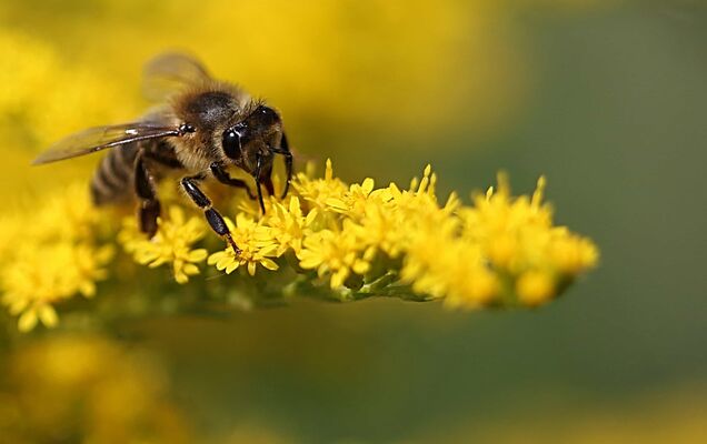 Abeilles (1)
