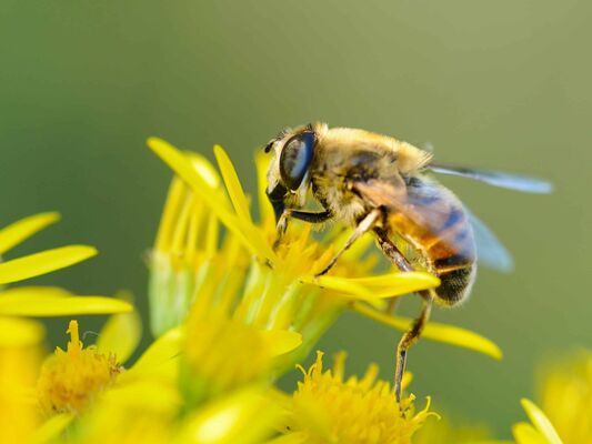 Abeilles (2)
