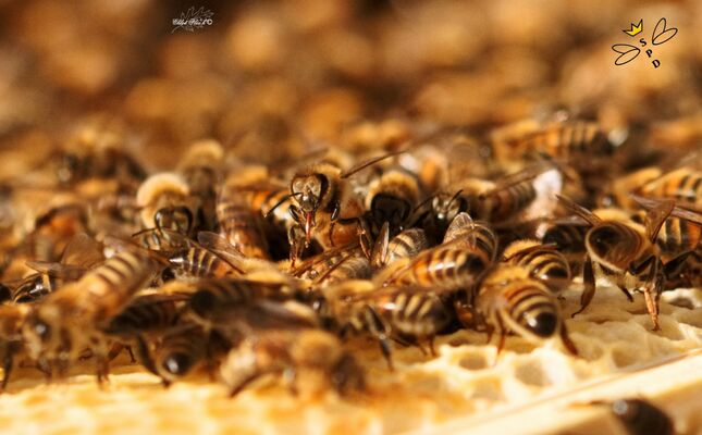 Abeilles@GAEC Dugué (1)
