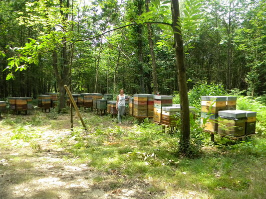 Abeilles@GAEC Dugué (4)