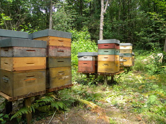 Abeilles@GAEC Dugué (5)