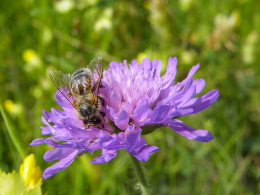 Animation atelier abeille apiculture_CPIE (1)