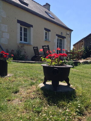 Back garden geranium
