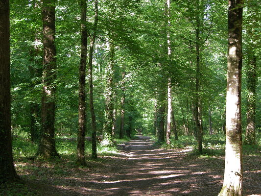 Bois des semis-Chapelle Aligné-mai04